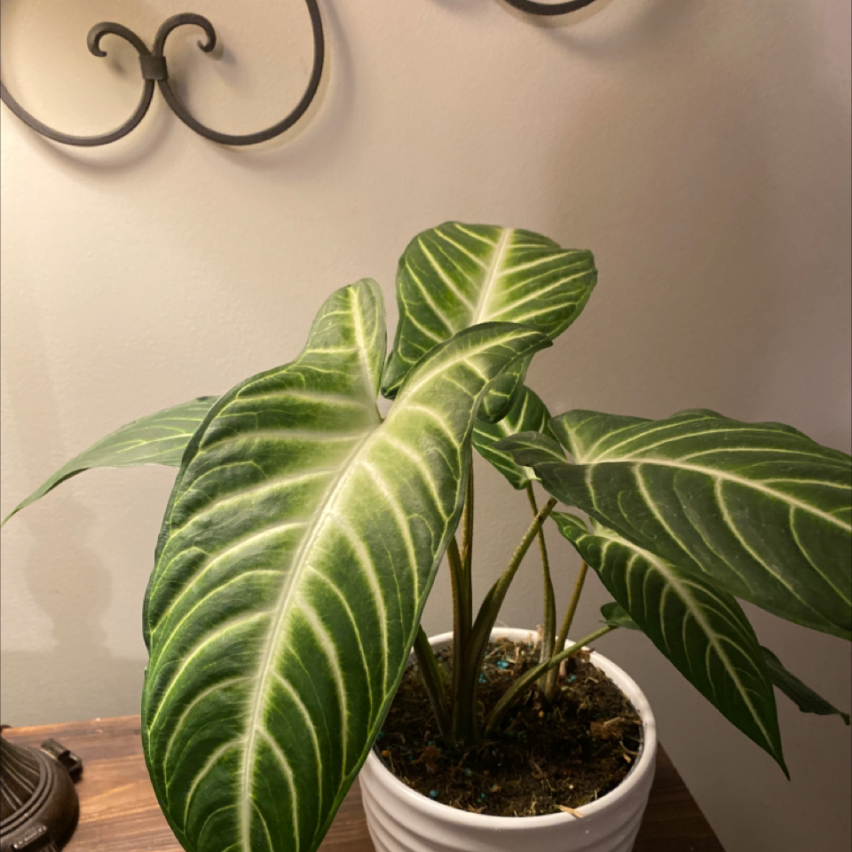 Xanthosoma Angel wings plant in a white pot with vibrant green leaves and white veins.