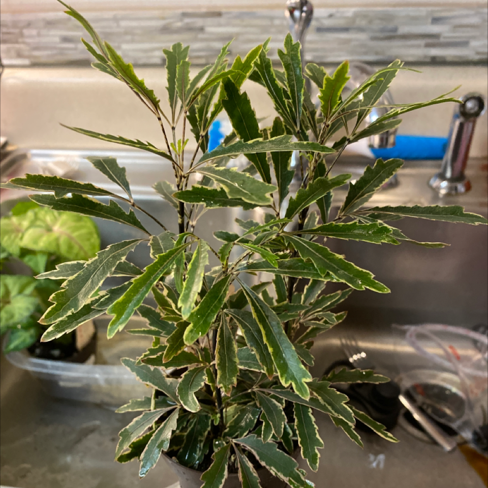 Healthy false Aralia plant with green and white variegated leaves.