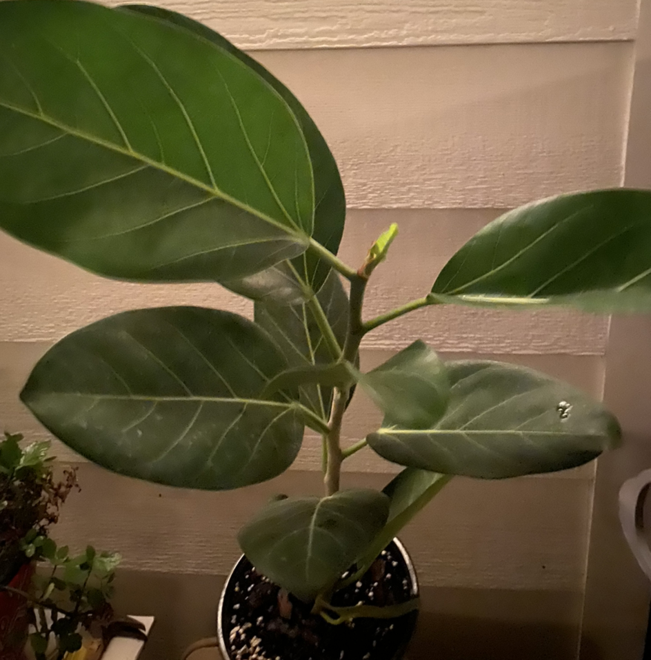 Healthy Audrey Ficus plant with large, dark green leaves in a pot.