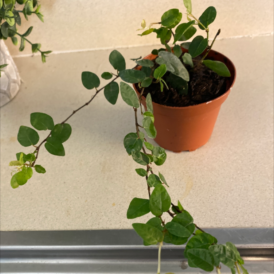 Healthy, thriving Creeping Fig plant in a terra cotta pot, with small green leaves trailing down from a high shelf.