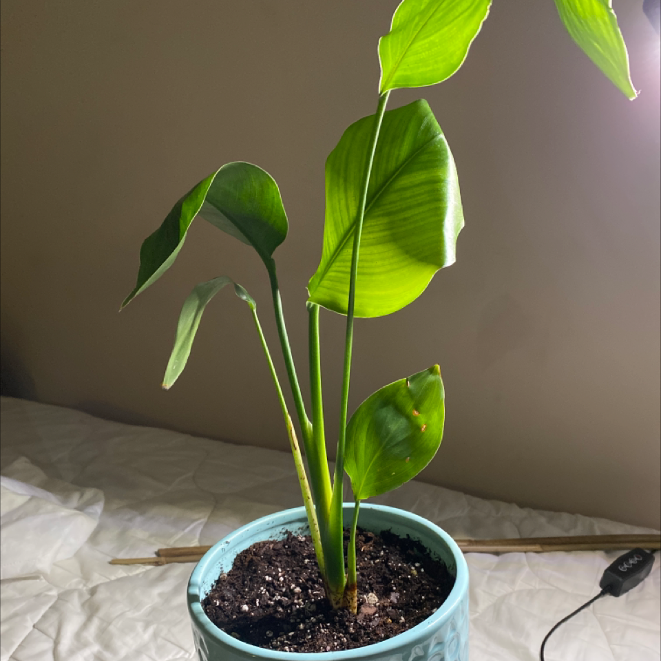 Bird of Paradise plant in a blue pot with healthy green leaves and visible soil.