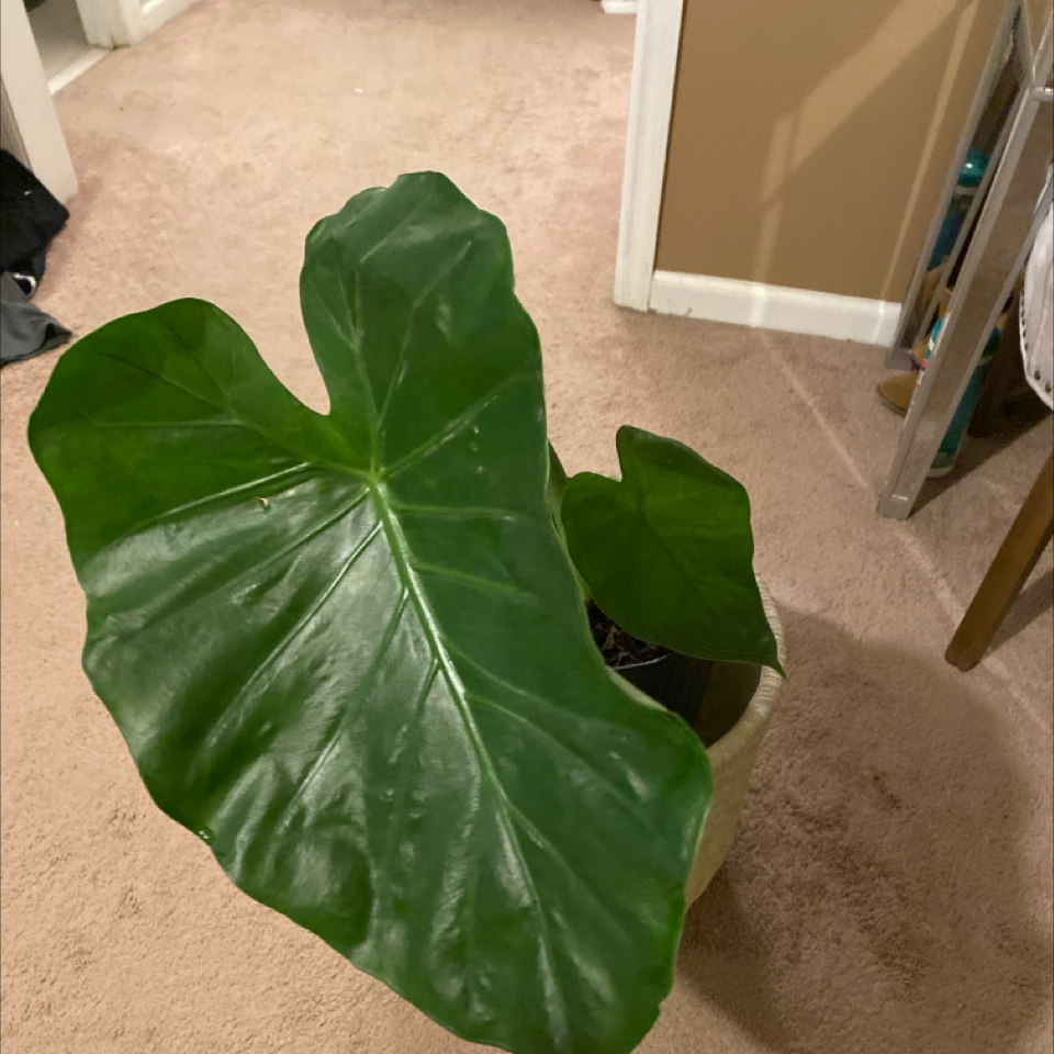 Arrowleaf Elephant Ear plant with large, glossy green leaves indoors on a carpeted floor.