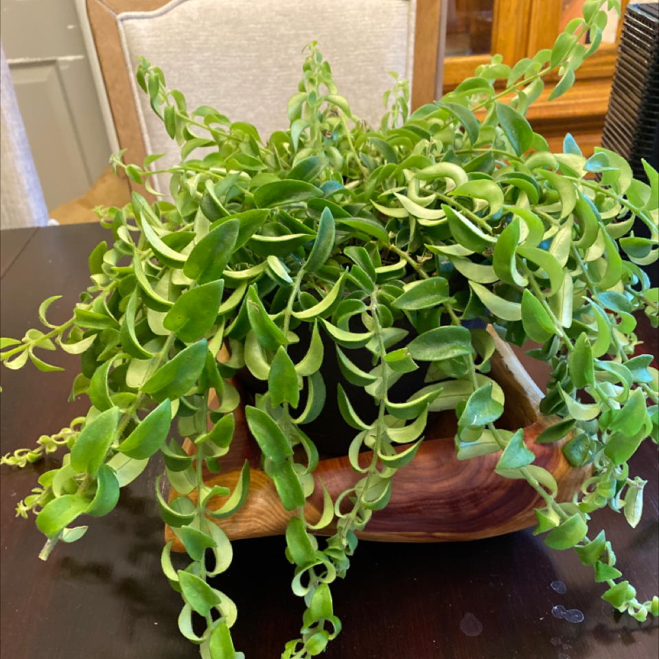 Healthy Lipstick Vine with vibrant green leaves in a decorative wooden container.