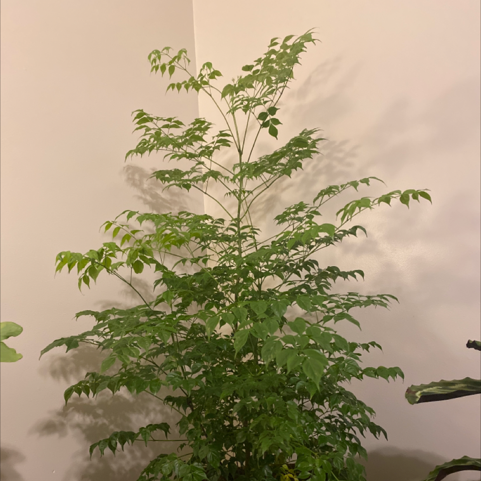 A lush, healthy China Doll plant with bright green compound leaves, growing indoors.