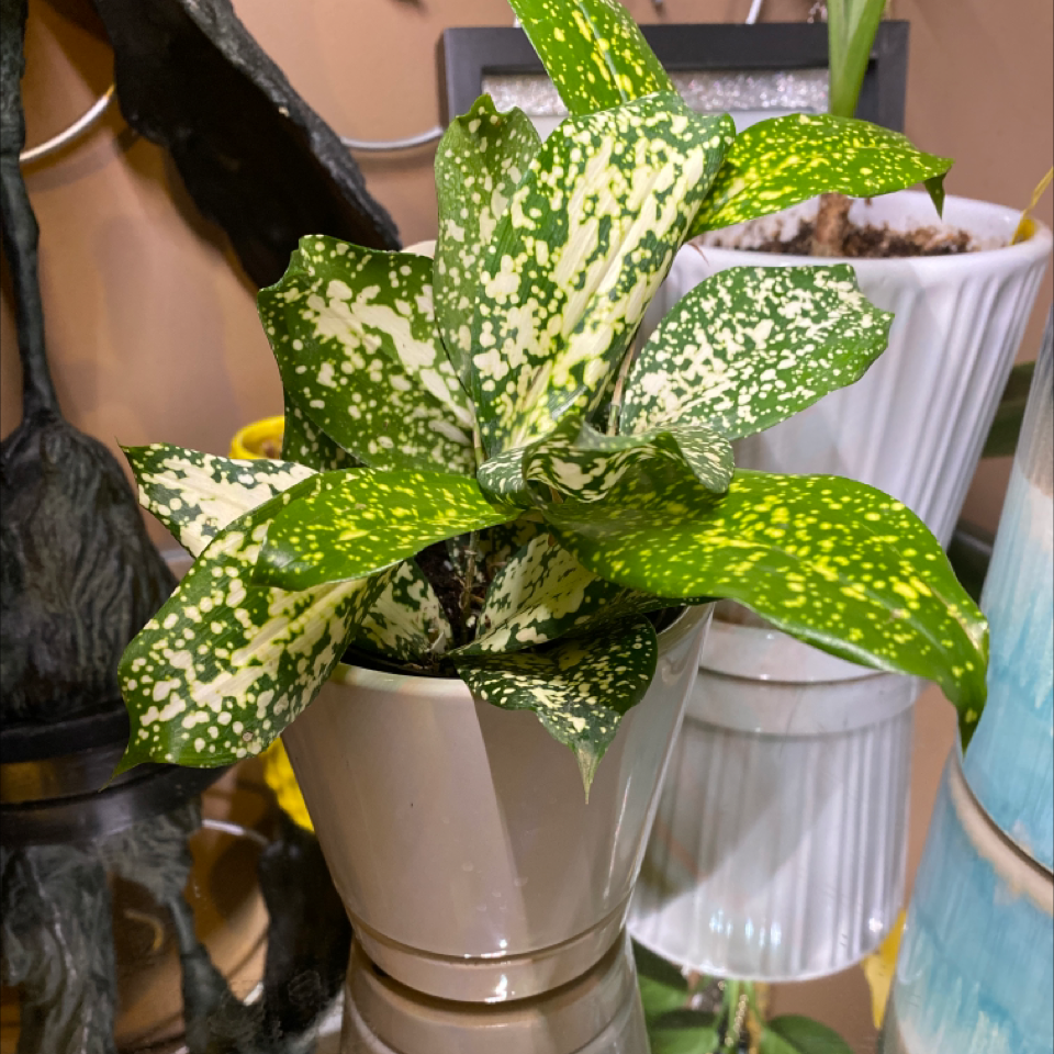 Variegated green and yellow Aucuba japonica 'Variegata' plant in white pot, hand holding leaf to show patterns. Healthy and well-lit.