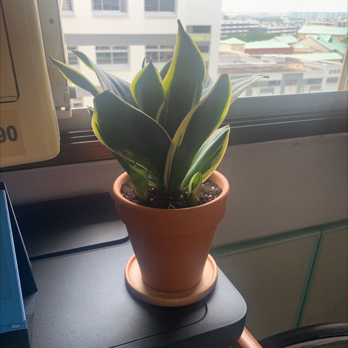 Snake Plant plant photo by @yonggggler named William Jr. on Greg, the plant care app.