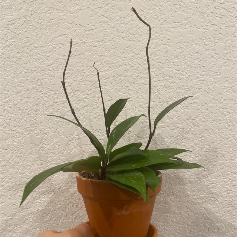 Potted Basket Plant with green leaves and slender stems in a terracotta pot.