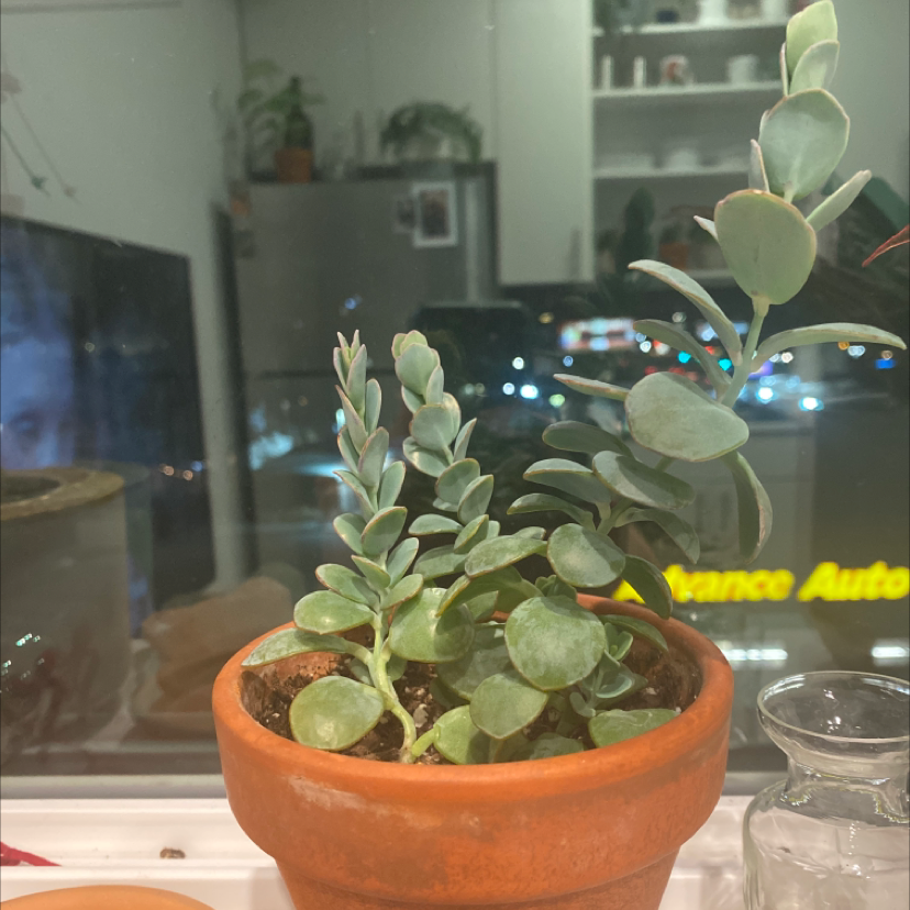 Potted Lavender Scallops plant with thick, rounded leaves, indoors near a window.