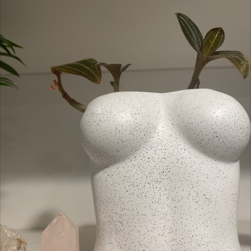 Jewel Orchid in a torso-shaped pot with some browning on the leaf edges.