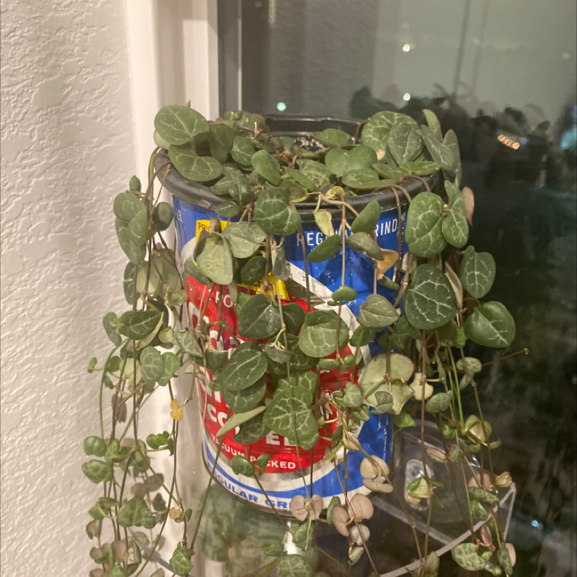 Healthy hanging Chain of Hearts plant with green heart-shaped leaves and colorful care tags.