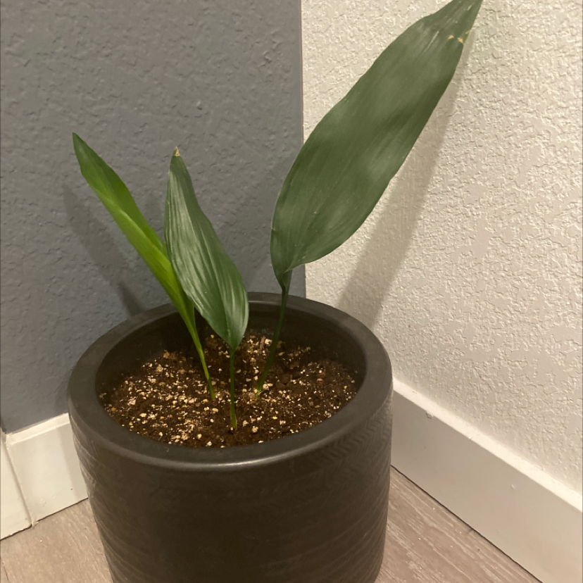 Cast Iron Plant in a black pot with healthy green leaves and visible soil.