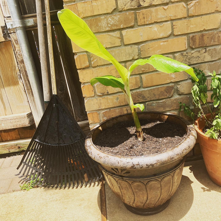 Potted Dwarf Banana plant outdoors with visible soil and slight leaf yellowing.