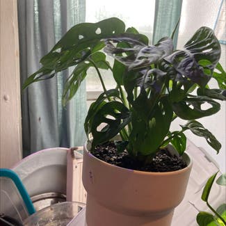 Monstera plant in Fort Wayne, Indiana