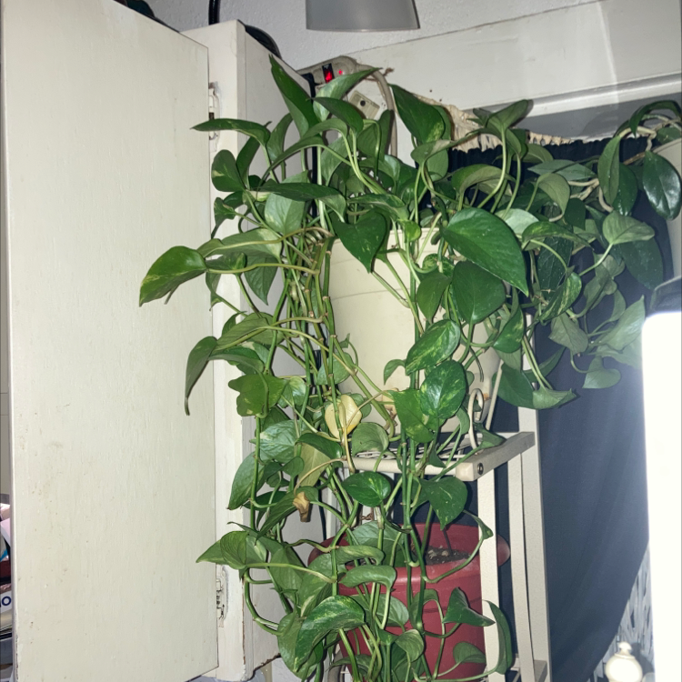 Taro Vine plant photo by @AJofFortWayneIN named Drake on Greg, the plant care app.