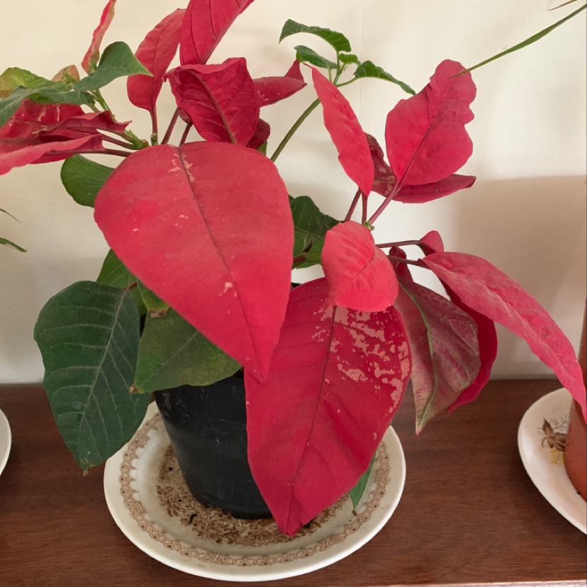 Poinsettia plant with red and green leaves in a pot on a saucer.