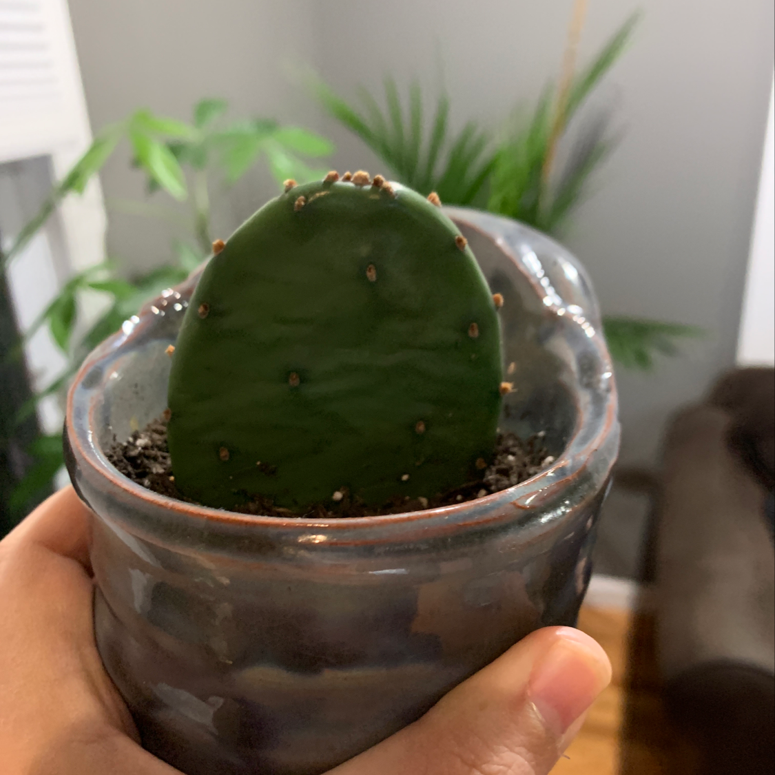 Smooth Prickly Pear cactus in a pot held by a hand, with visible soil.