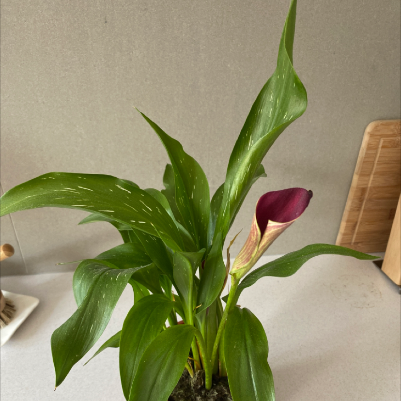 Photo of the plant species Red Calla Lily by @katebr_ named Cally on Greg, the plant care app