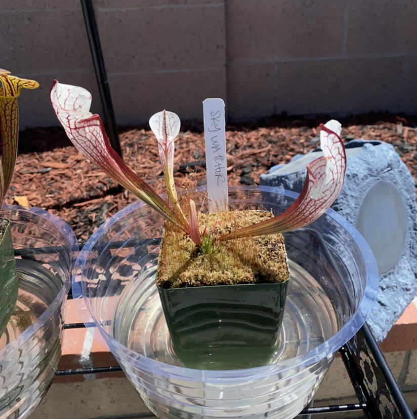 White Topped Pitcher Plant in a small pot within a larger water container, healthy with white-topped leaves and red veins.