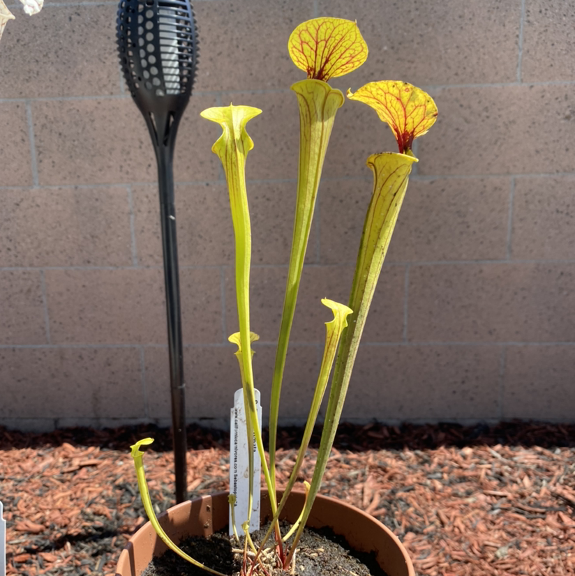 Yellow Pitcher Plant in a pot with visible soil, well-framed and in focus.