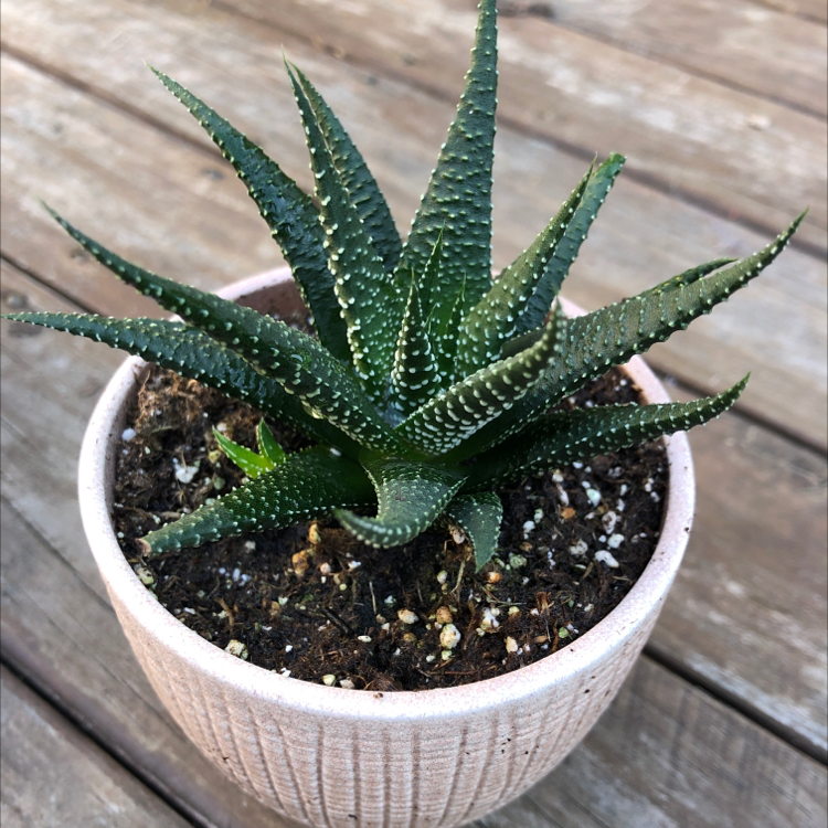 Photo of the plant species Zebra Plant by Kate named Your plant on Greg, the plant care app