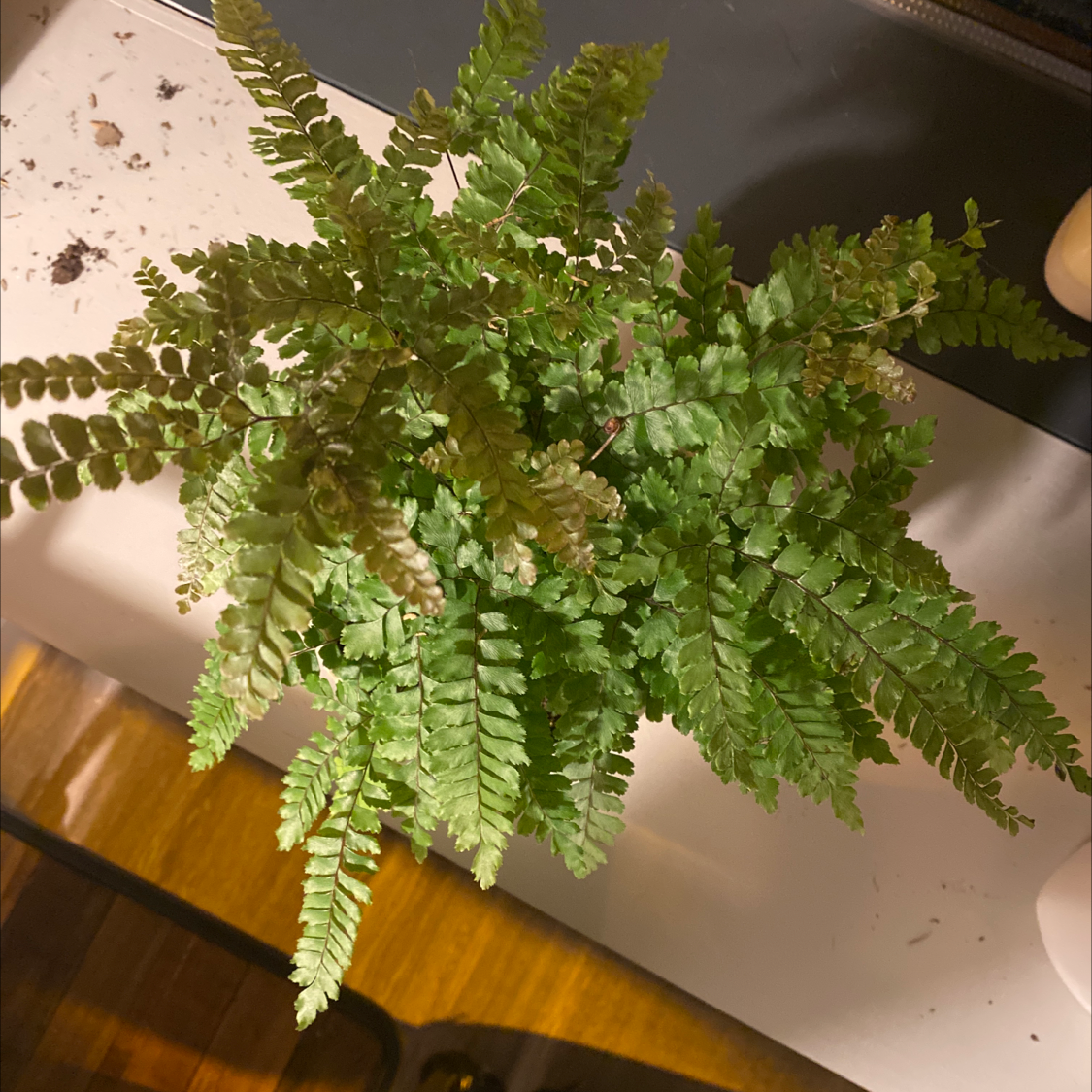 Rough Maidenhair Fern with green fronds, slight browning visible.