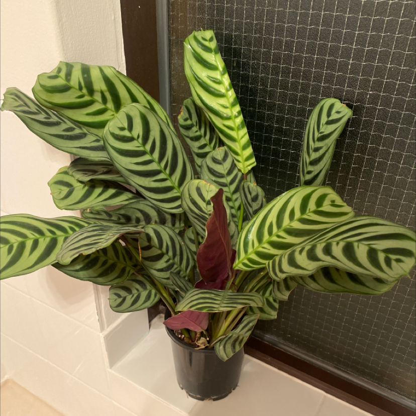 Photo of the plant species Never Never Ctenanthe by Dakota named Jenny Lind on Greg, the plant care app