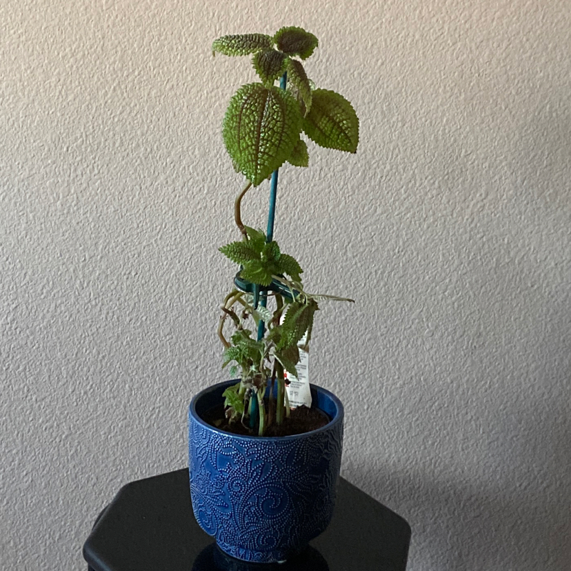 Pilea mollis plant in a blue pot with some yellowing and browning leaves.