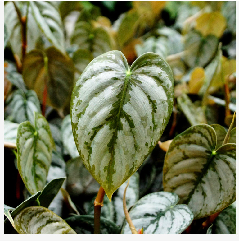 Silver Leaf Philodendron with variegated leaves, healthy appearance.