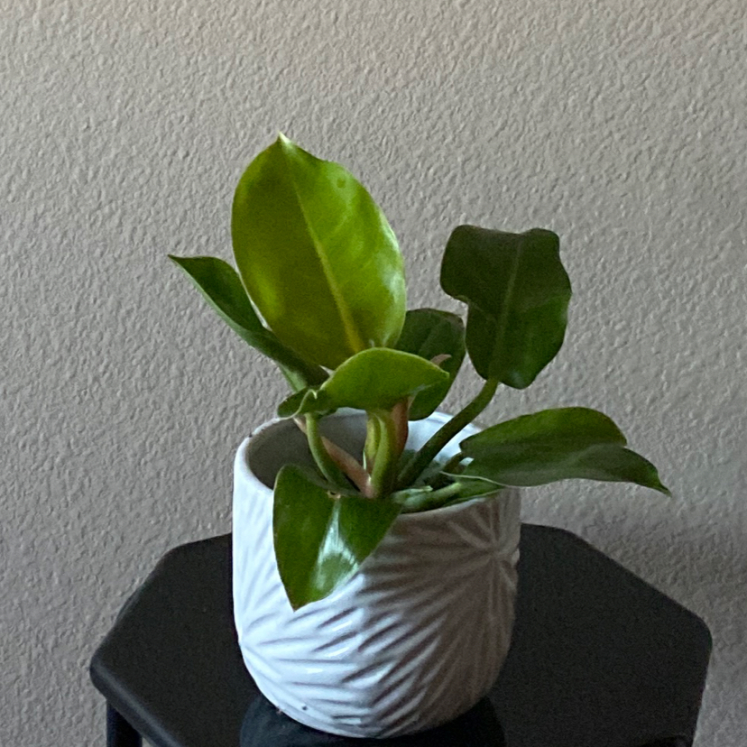 Philodendron 'Moonlight' plant in a white pot with vibrant green leaves.