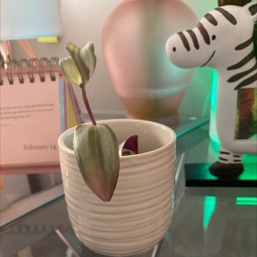 Wandering Dude 'Burgundy' plant in a white pot with a zebra figurine and calendar in the background.