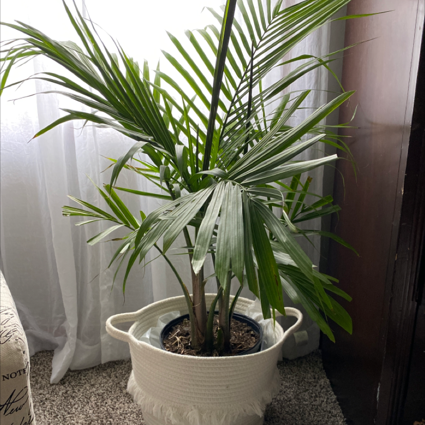 Kentia Palm plant photo by @IAmBrandiPerry named Majesty on Greg, the plant care app.