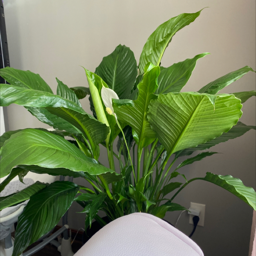 Peace Lily plant photo by @IAmBrandiPerry named Lily on Greg, the plant care app.