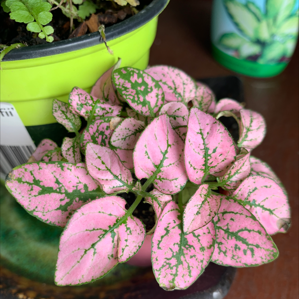 Polka Dot Plant plant photo by Colleen named Sahara on Greg, the plant care app.