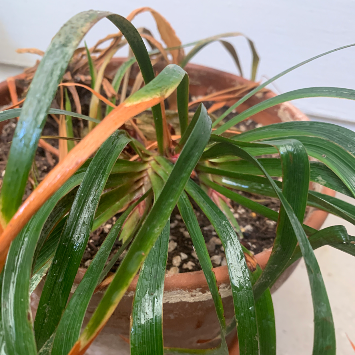 Potted Queen's Tears plant with some yellowing and browning leaves.