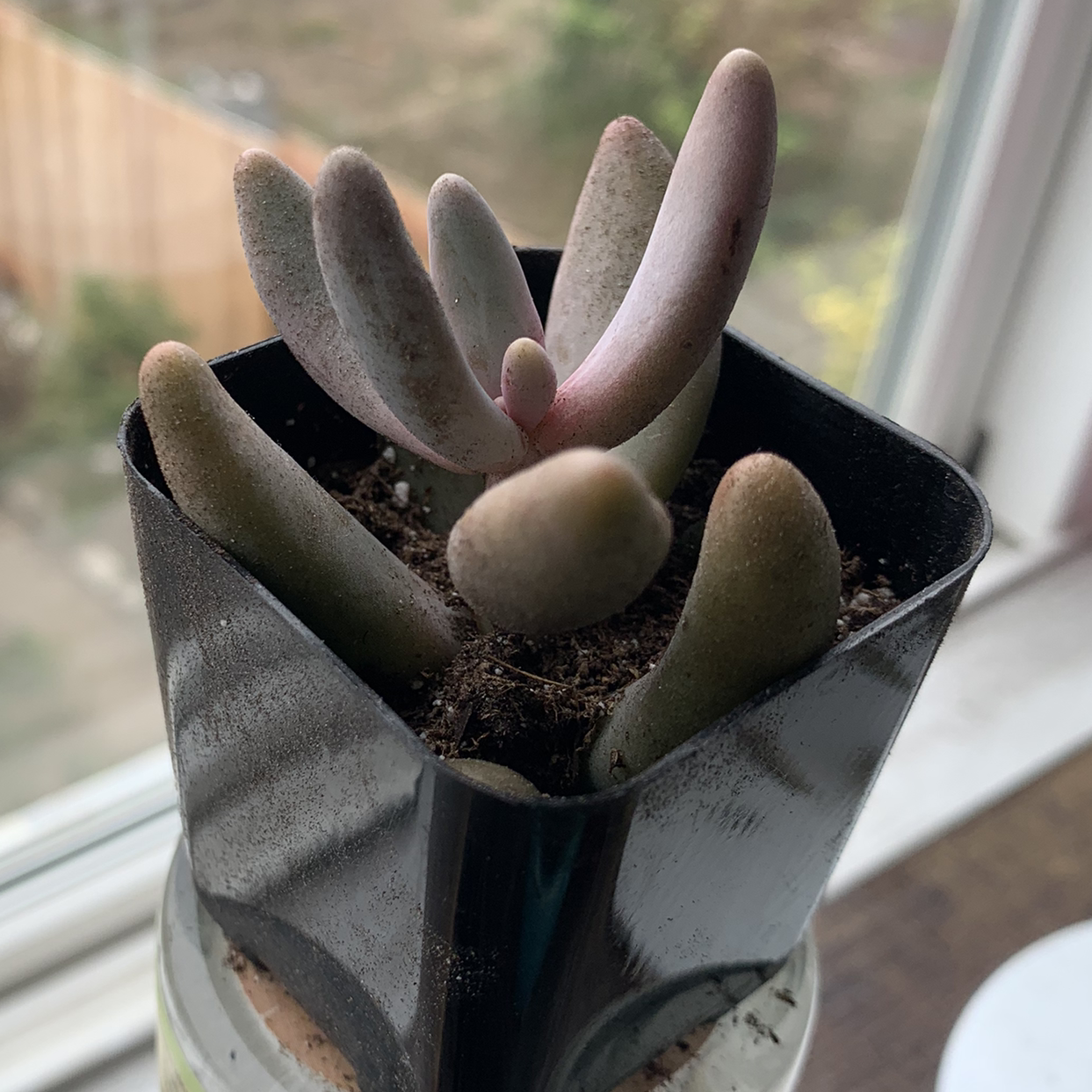 Pachysedum 'Ganzhou' plant in a small black pot with visible soil, well-framed and in focus.