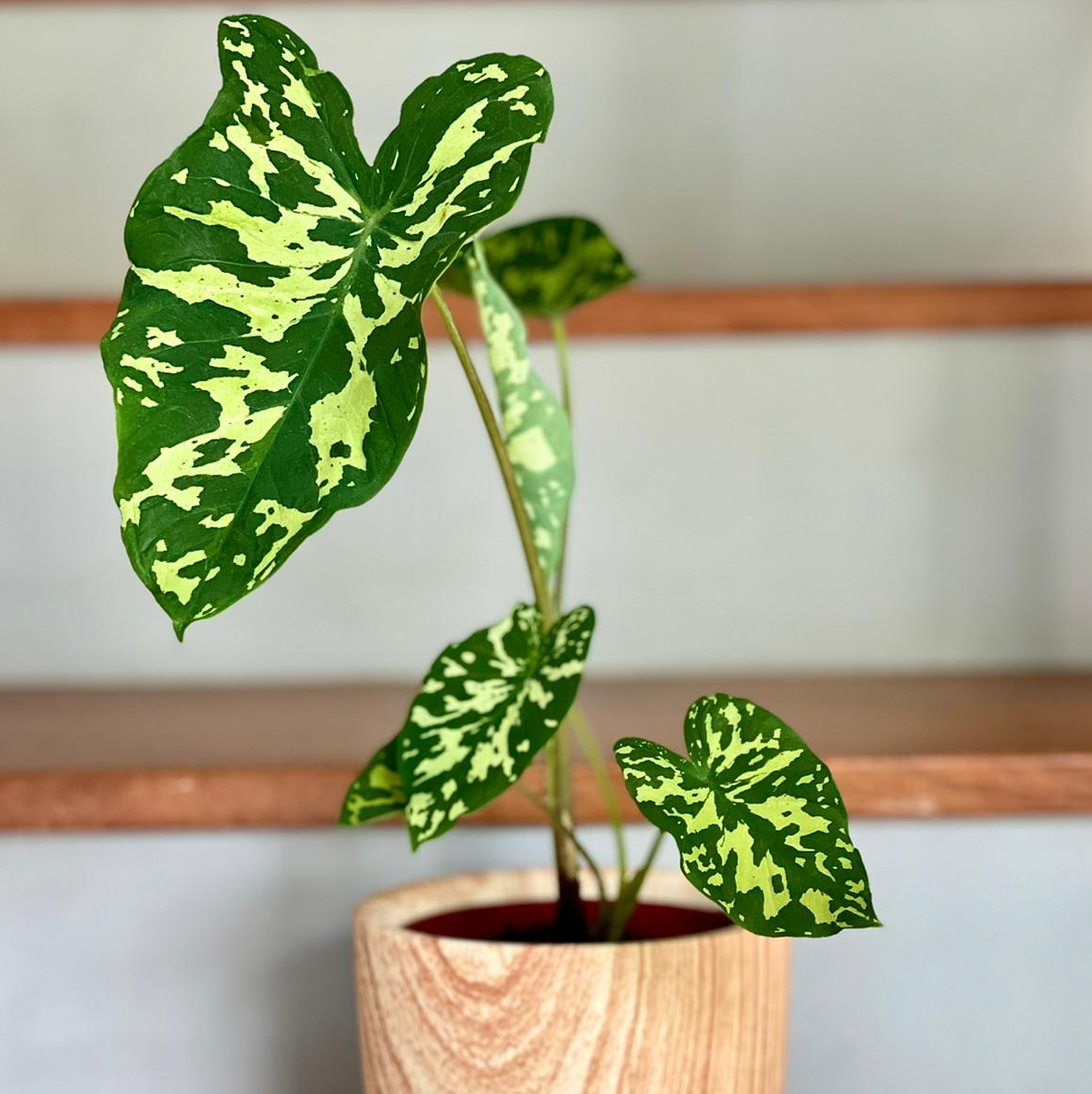 Caladium Hilo Beauty plant with green and yellow variegated leaves in a wooden pot.