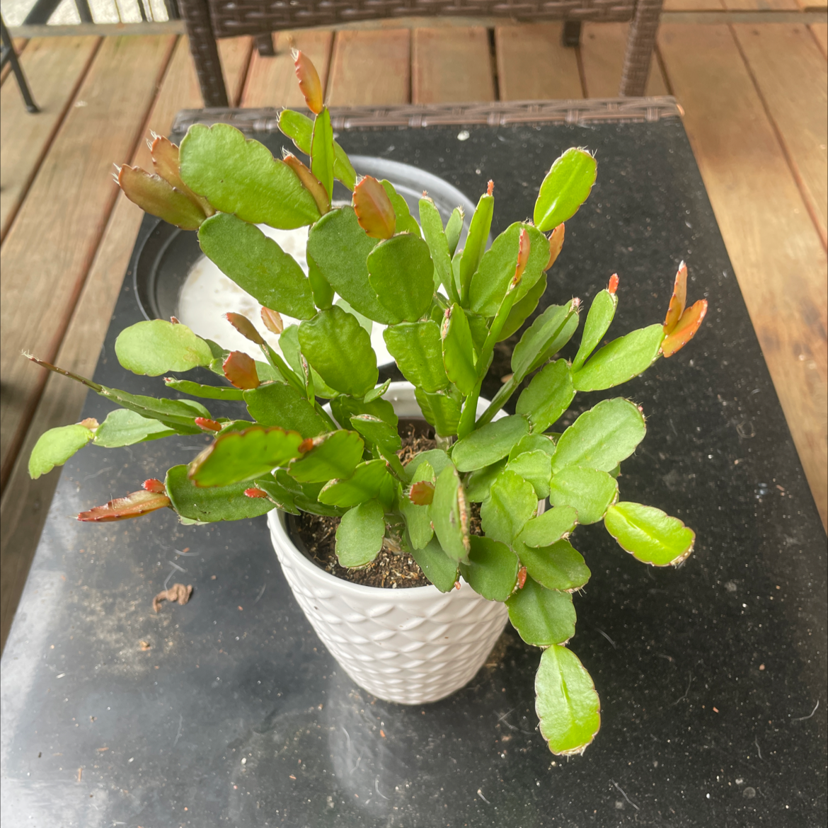 Photo of the plant species Easter Cactus by @Aidant named Girlfrond on Greg, the plant care app