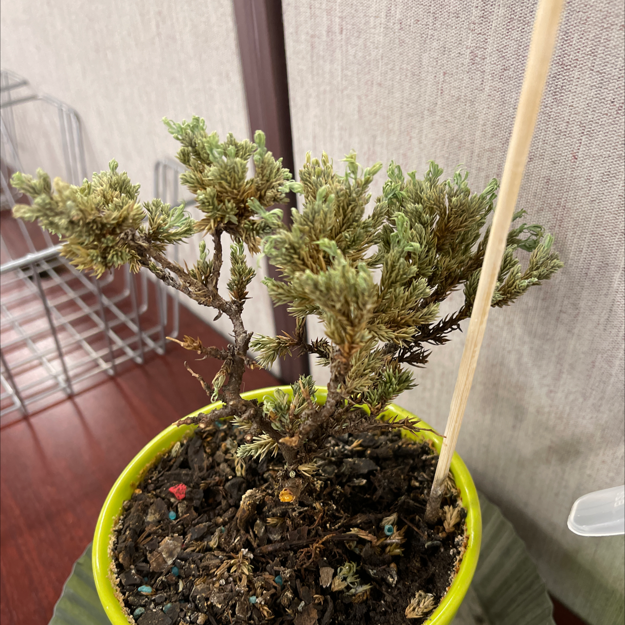 Potted American Juniper plant with visible soil, showing signs of yellowing and browning.