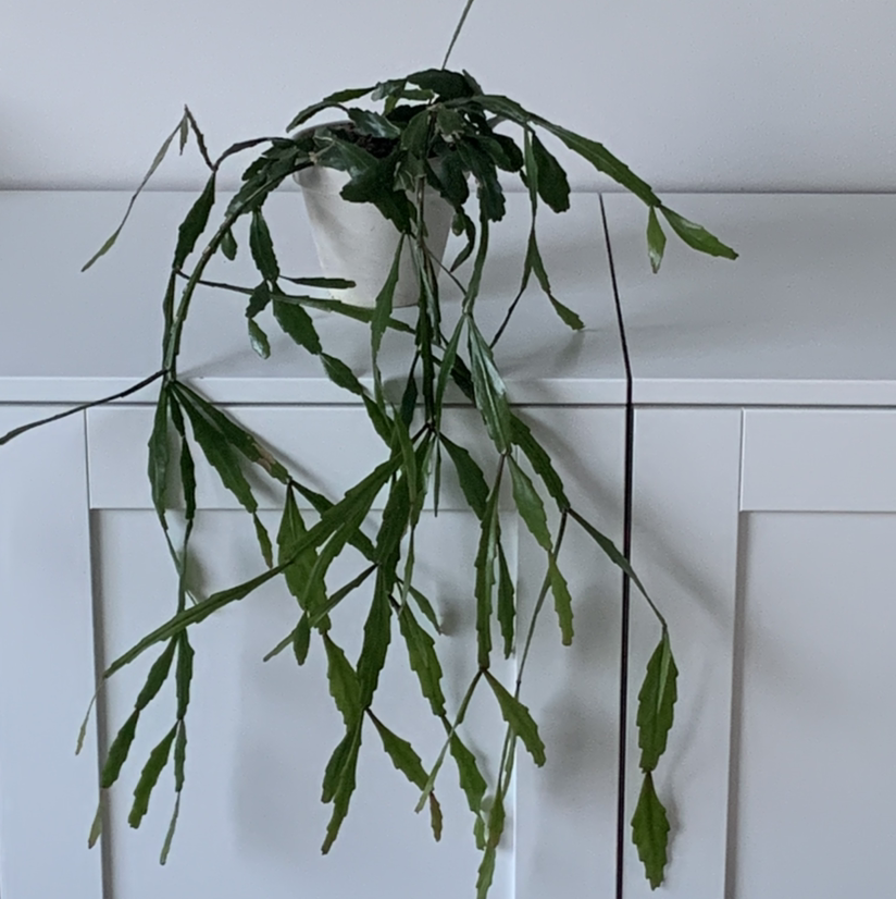 Photo of the plant species Copper Branch by @Mumbles named Rhipsalis rhombea on Greg, the plant care app