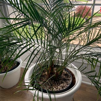 Pygmy Date Palm plant in Carleton Place, Ontario