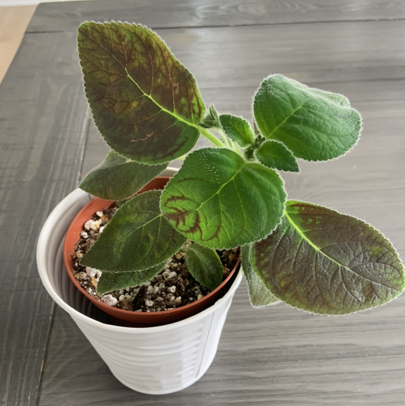 Photo of the plant species kohleria by @Mumbles named Kohleria ‘peridot’s mango martini’ on Greg, the plant care app