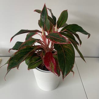 Chinese Evergreen plant in Carleton Place, Ontario