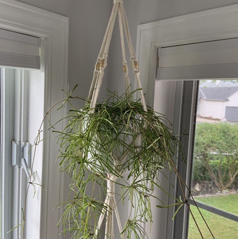 Photo of the plant species Grass-leaved Hoya by @Mumbles named Hoya retusa on Greg, the plant care app