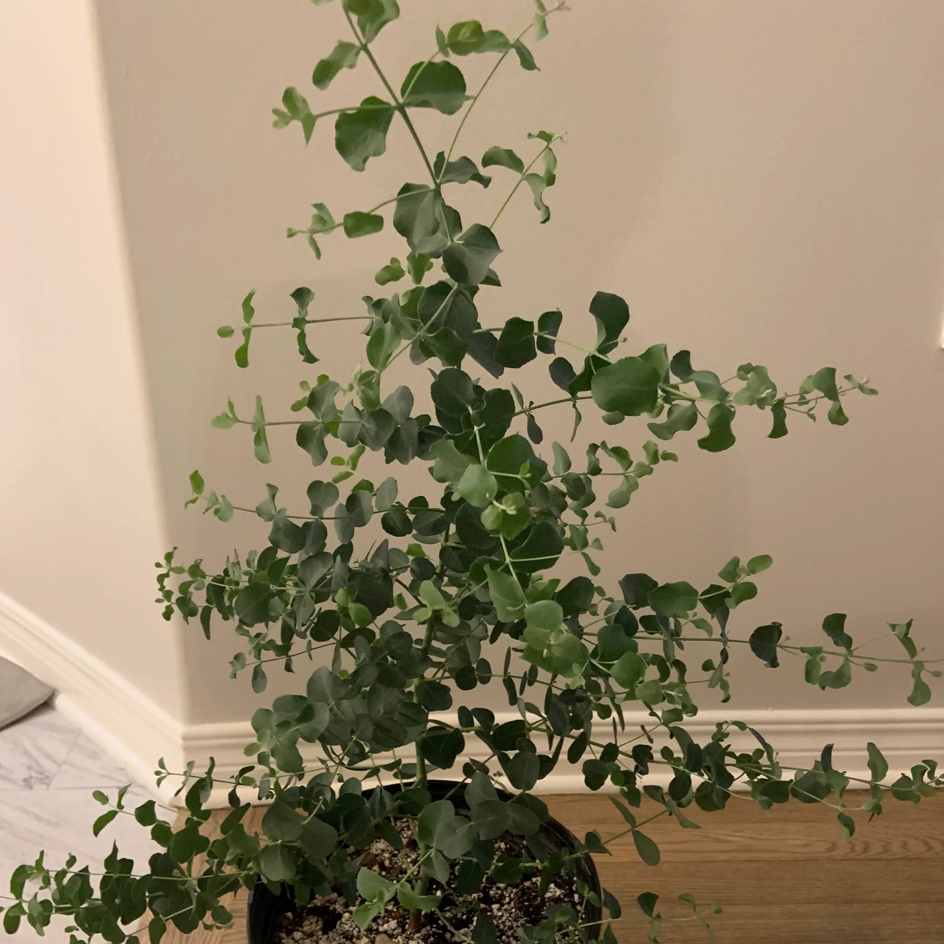 Photo of the plant species Silver-leaved mountain gum by @Mumbles named Sheila on Greg, the plant care app