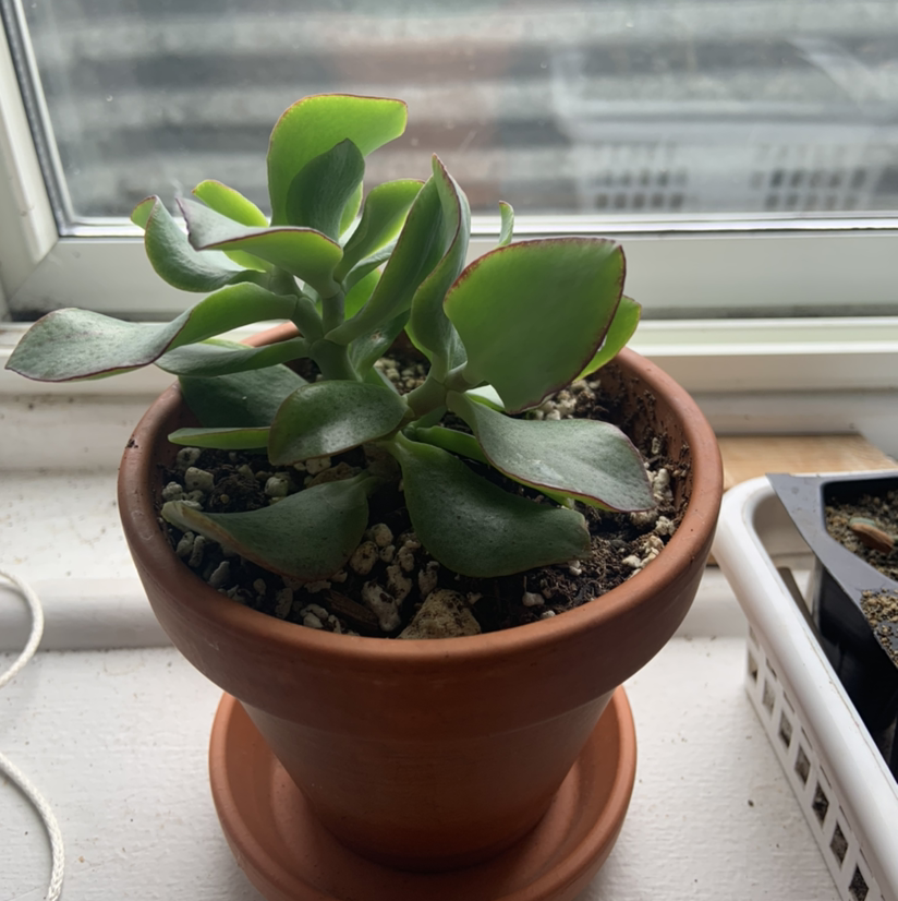 Ripple Jade plant in a terracotta pot on a windowsill, appearing healthy.
