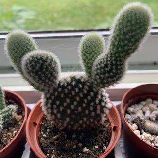 Bunny Ears Cactus plant in Carleton Place, Ontario