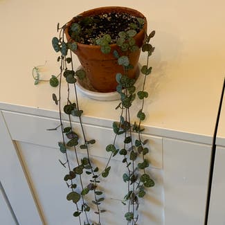 String of Hearts plant in Carleton Place, Ontario