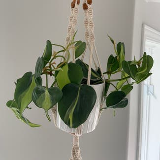 Heartleaf Philodendron plant in Carleton Place, Ontario