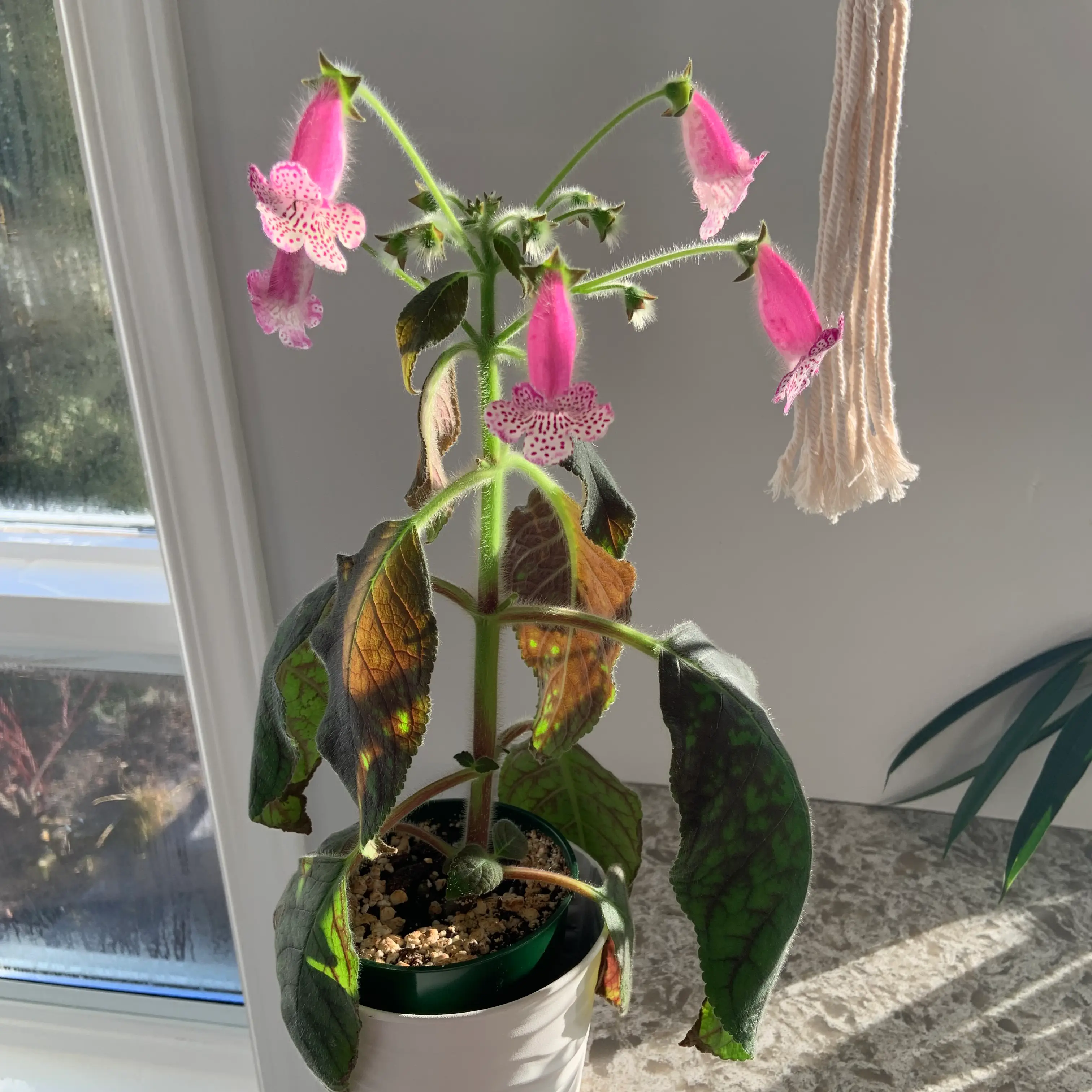 Photo of the plant species kohleria by @Mumbles named Elvira on Greg, the plant care app