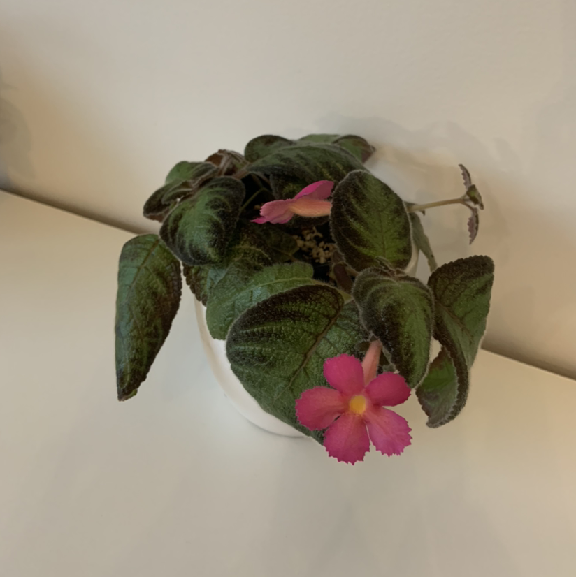 Photo of the plant species Episcia 'Pink Panther' by @Mumbles named Episcia ‘pink panther’ on Greg, the plant care app